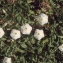  Liliane Roubaudi - Ipomoea imperati (Vahl) Griseb.