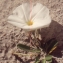  Liliane Roubaudi - Ipomoea imperati (Vahl) Griseb.