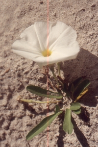 Liliane Roubaudi, le 20 octobre 2003 (Cuba)