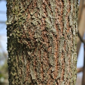 Photographie n°104966 du taxon Cercis siliquastrum L. [1753]