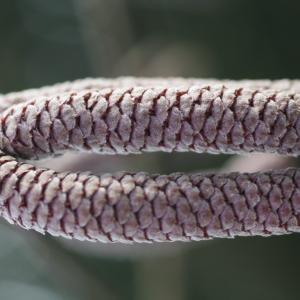 Photographie n°105011 du taxon Corylus maxima f. atropurpurea (Dochnahl) Winkl.