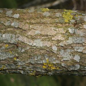 Photographie n°105018 du taxon Salix babylonica L. [1753]