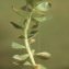  Liliane Roubaudi - Bacopa monnieri (L.) Wettst.