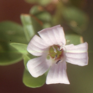 Photographie n°105045 du taxon Bacopa monnieri (L.) Wettst.