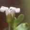  Liliane Roubaudi - Bacopa monnieri (L.) Wettst.