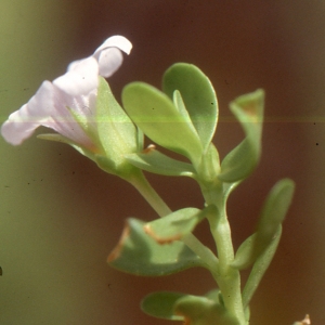  - Bacopa monnieri (L.) Wettst.