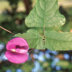 Photographie n°105050 du taxon Clitoria ternatea L.