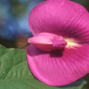 Photographie n°105054 du taxon Clitoria ternatea L.