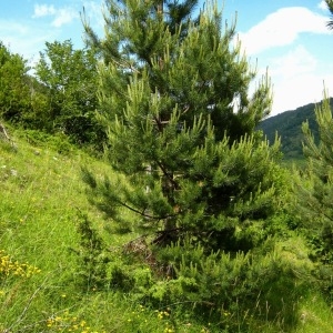 Photographie n°105088 du taxon Pinus mugo subsp. uncinata (Ramond ex DC.) Domin [1936]