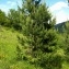  Alain Bigou - Pinus mugo subsp. uncinata (Ramond ex DC.) Domin [1936]