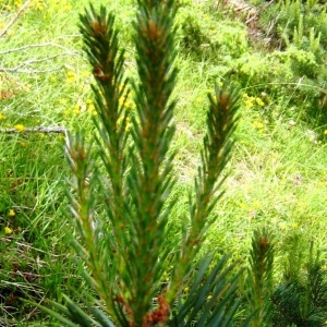Photographie n°105089 du taxon Pinus mugo subsp. uncinata (Ramond ex DC.) Domin [1936]