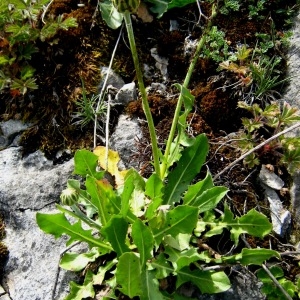 Photographie n°105095 du taxon Crepis albida Vill. [1779]