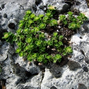 Photographie n°105100 du taxon Teucrium pyrenaicum subsp. pyrenaicum