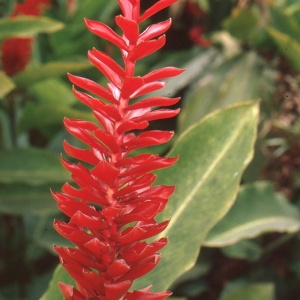 Alpinia purpurata Vieill. ex K. Schum. (Lavann wouj)