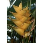 Heliconia L.