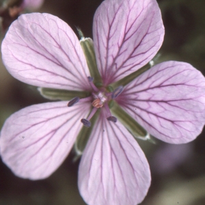 Photographie n°105127 du taxon Erodium foetidum (L.) L'Hér. [1802]