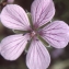  Liliane Roubaudi - Erodium foetidum (L.) L'Hér. [1802]