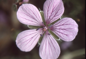 Liliane Roubaudi, le 23 avril 1998 (Gruissan)