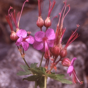 Photographie n°105133 du taxon Geranium macrorrhizum L. [1753]