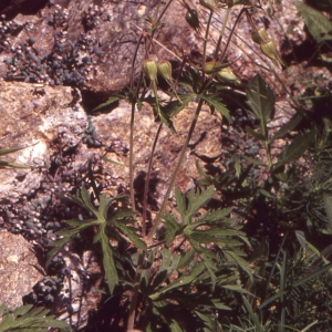 Photographie n°105134 du taxon Geranium pratense L.
