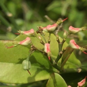 Photographie n°105162 du taxon Pedilanthus tithymaloides (L.) Poit.