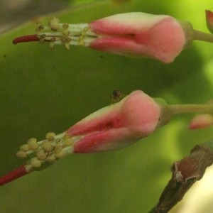 Photographie n°105165 du taxon Pedilanthus tithymaloides (L.) Poit.