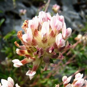 Anthyllis vulneraria subsp. boscii Kerguélen (Anthyllide de Bosc)