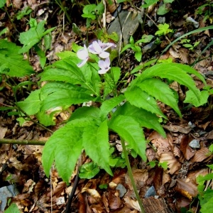 Photographie n°105187 du taxon Cardamine heptaphylla (Vill.) O.E.Schulz