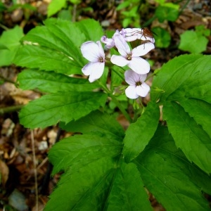 Photographie n°105189 du taxon Cardamine heptaphylla (Vill.) O.E.Schulz