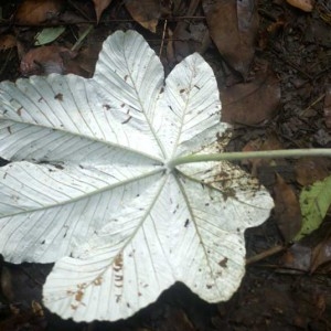 Cecropia schreberiana Miq. (Ambaiba)