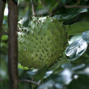 Photographie n°105231 du taxon Annona muricata L.