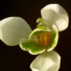 Photographie n°105246 du taxon Galanthus nivalis L. [1753]