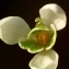  Jacques Maréchal - Galanthus nivalis L. [1753]