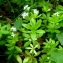  Alain Bigou - Galium odoratum (L.) Scop. [1771]