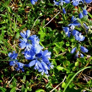  - Polygala alpina (DC.) Steud. [1821]