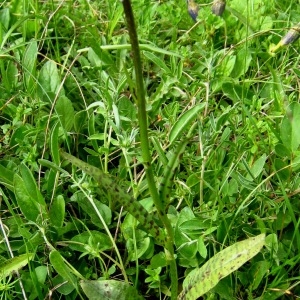 Photographie n°105266 du taxon Dactylorhiza maculata subsp. maculata