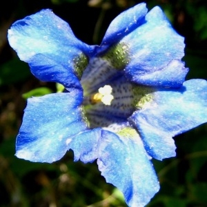 Photographie n°105268 du taxon Gentiana acaulis L. [1753]