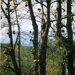 Photographie n°105301 du taxon Couroupita guianensis Aubl.