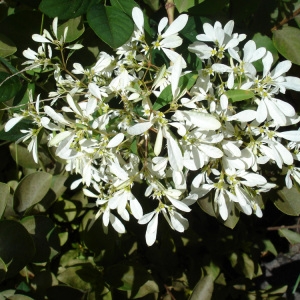 Photographie n°105320 du taxon Euphorbia leucocephala Lotsy