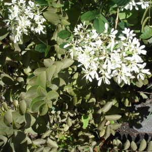 Photographie n°105321 du taxon Euphorbia leucocephala Lotsy