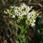  John De Vos - Lepidium draba L.