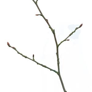 Photographie n°105346 du taxon Carpinus betulus L. [1753]