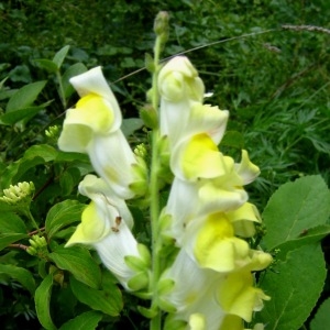 Photographie n°105351 du taxon Antirrhinum majus L. [1753]