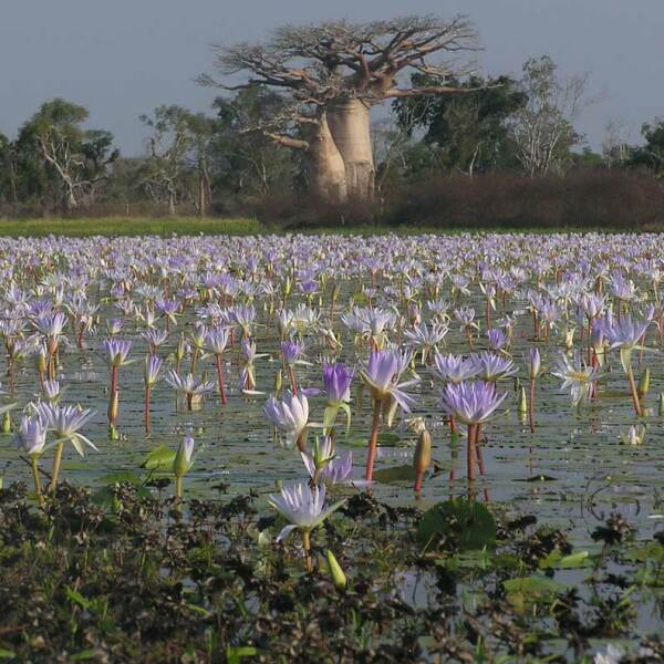 Adansonia grandidieri & Nymphea stellata [nn] par Christophe QUÉNEL le 01/08/2011 - Belo sur mer, Madagascar