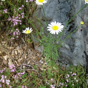 Photographie n°105354 du taxon Anthemis triumfetti (L.) DC. [1815]