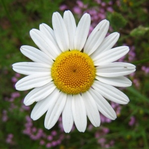 Anthemis caucasica Hornem. (Anthémis de Trionfetti)