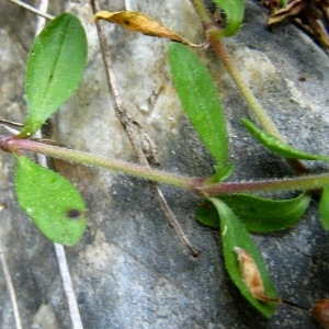  - Saponaria ocymoides subsp. ocymoides