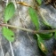  Alain Bigou - Saponaria ocymoides subsp. ocymoides