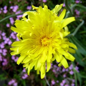 Photographie n°105364 du taxon Crepis albida Vill. [1779]