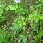  Alain Bigou - Dactylorhiza maculata subsp. maculata